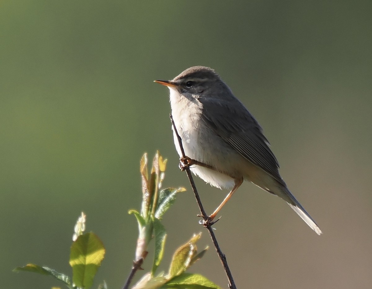 Dusky Warbler - Ray O'Reilly