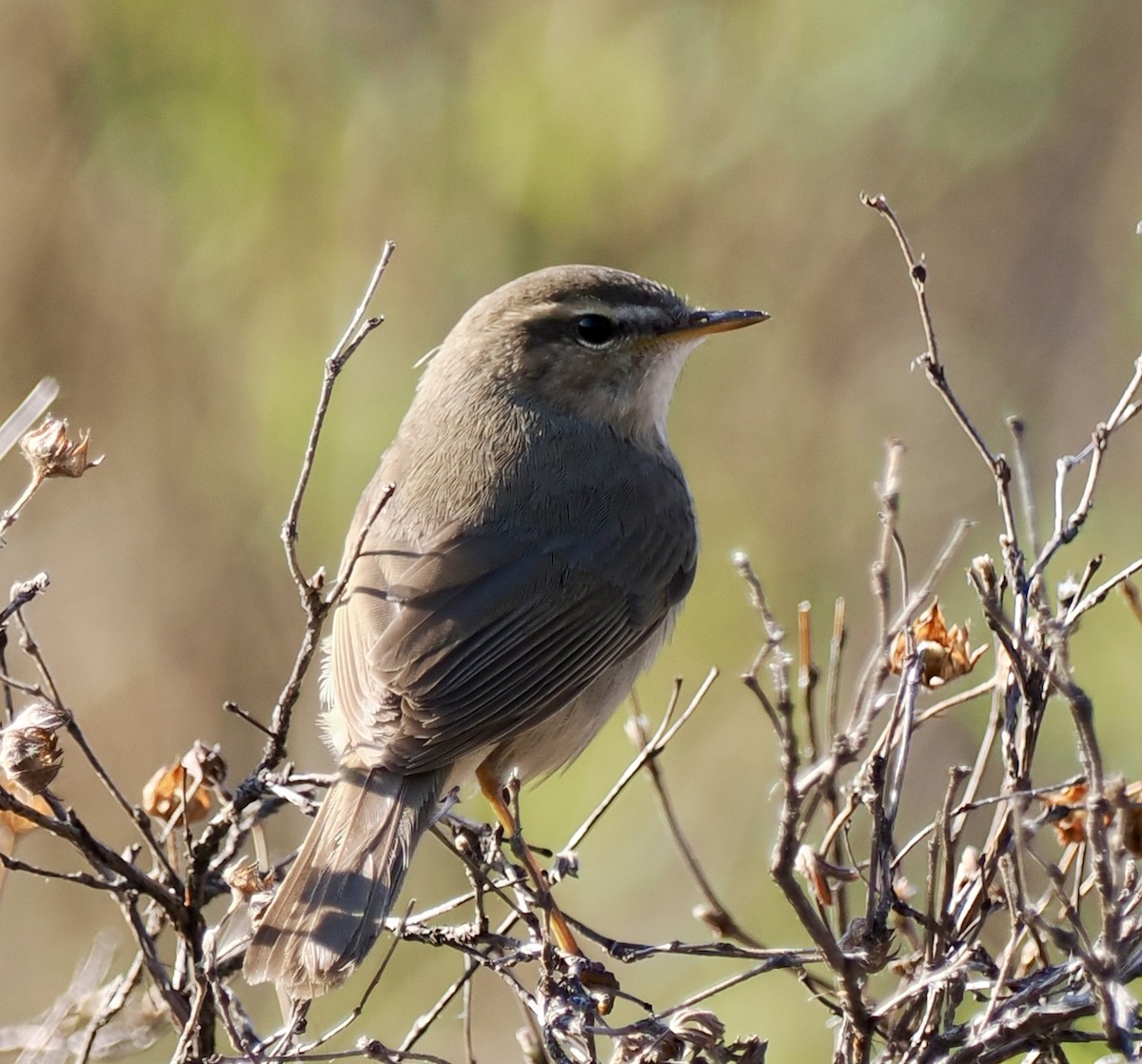 Dusky Warbler - ML596630351