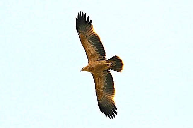 iberiaørn - ML596630371