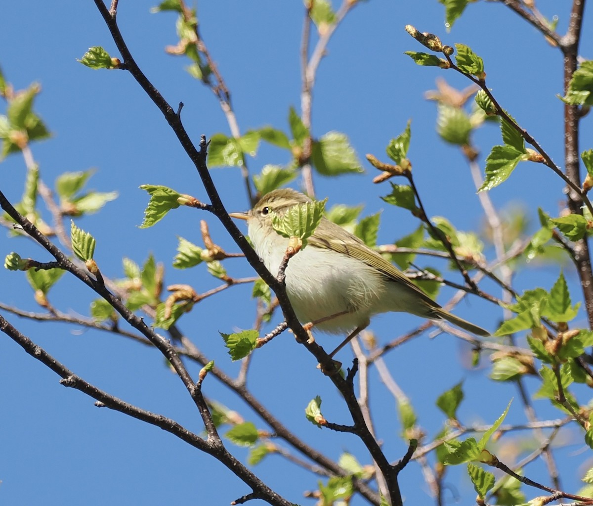 Two-barred Warbler - Ray O'Reilly