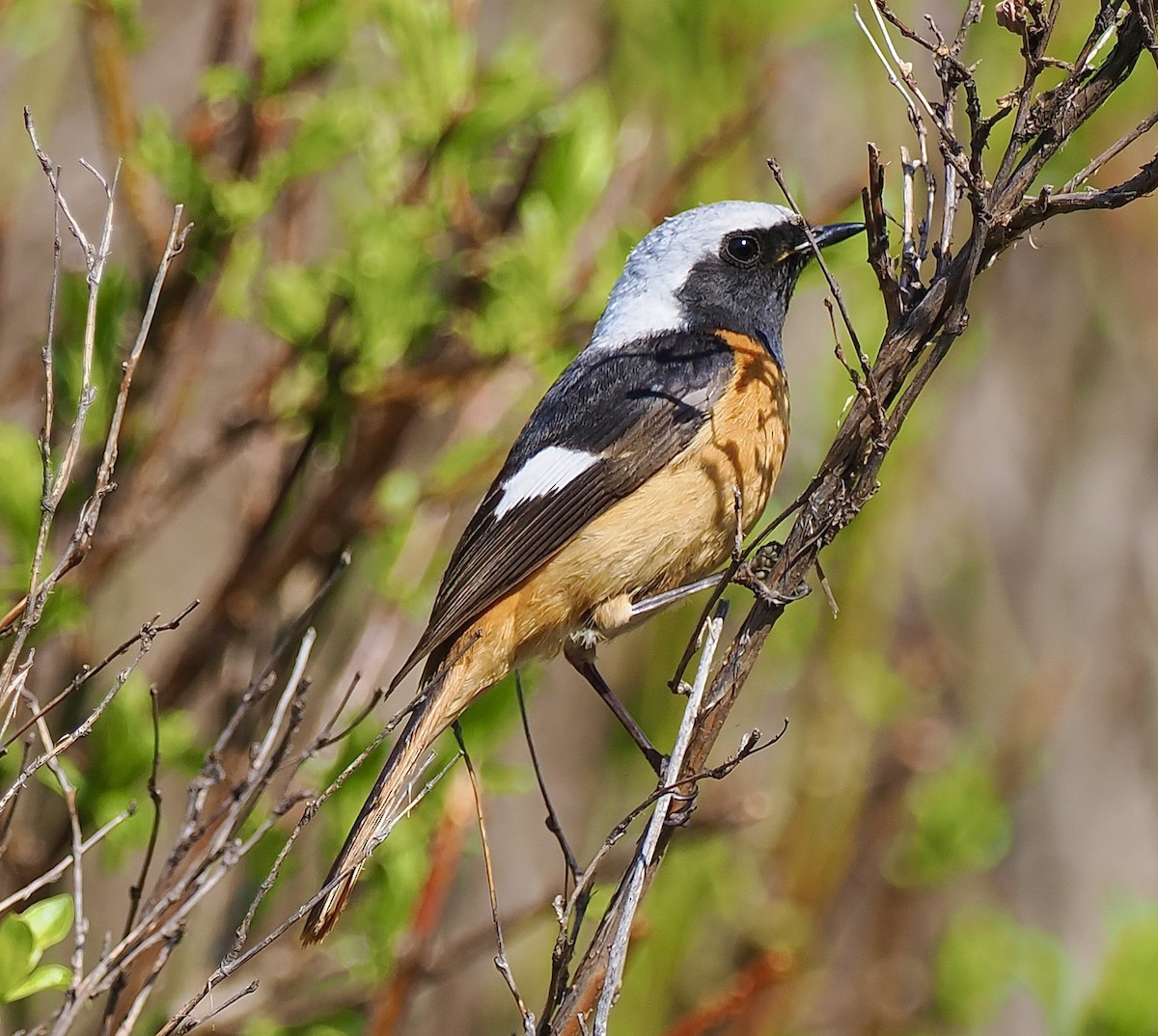 Daurian Redstart - Ray O'Reilly