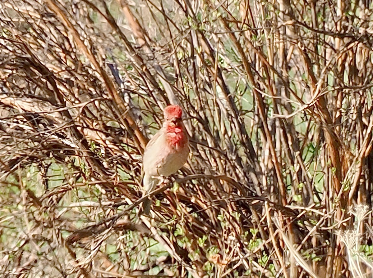 Common Rosefinch - Ray O'Reilly