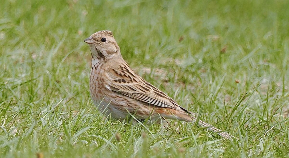 Pine Bunting - Ray O'Reilly