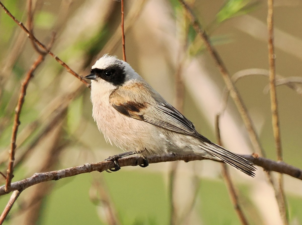 White-crowned Penduline-Tit - Ray O'Reilly