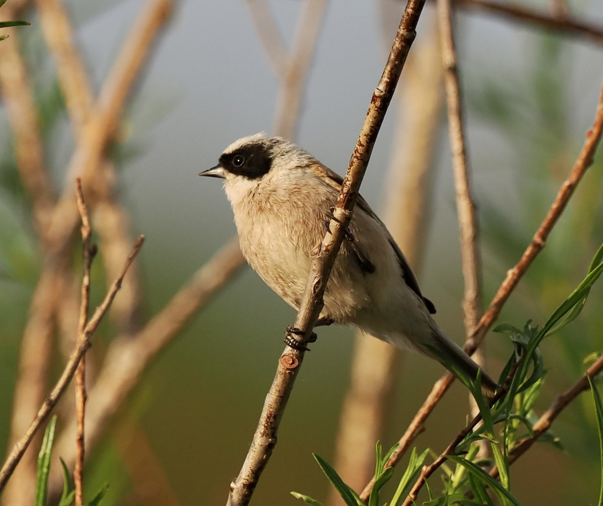 White-crowned Penduline-Tit - ML596631391