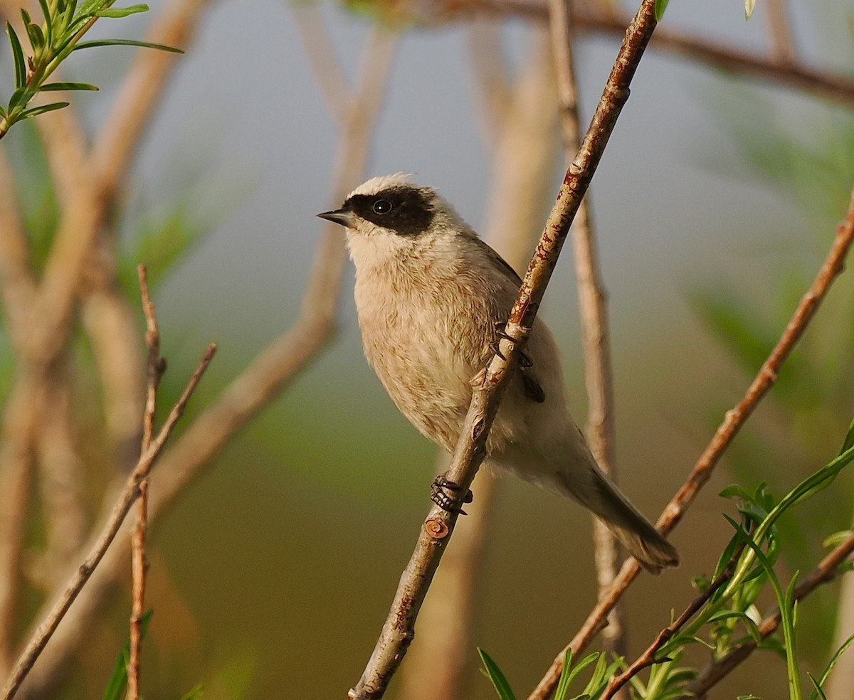 White-crowned Penduline-Tit - Ray O'Reilly