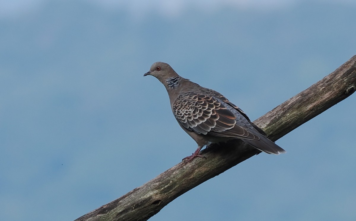 Oriental Turtle-Dove - ML596631781