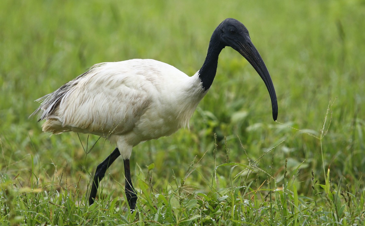 Ibis à tête noire - ML596632201