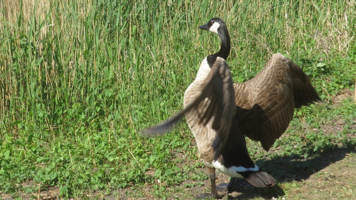 Canada Goose - ML596632501