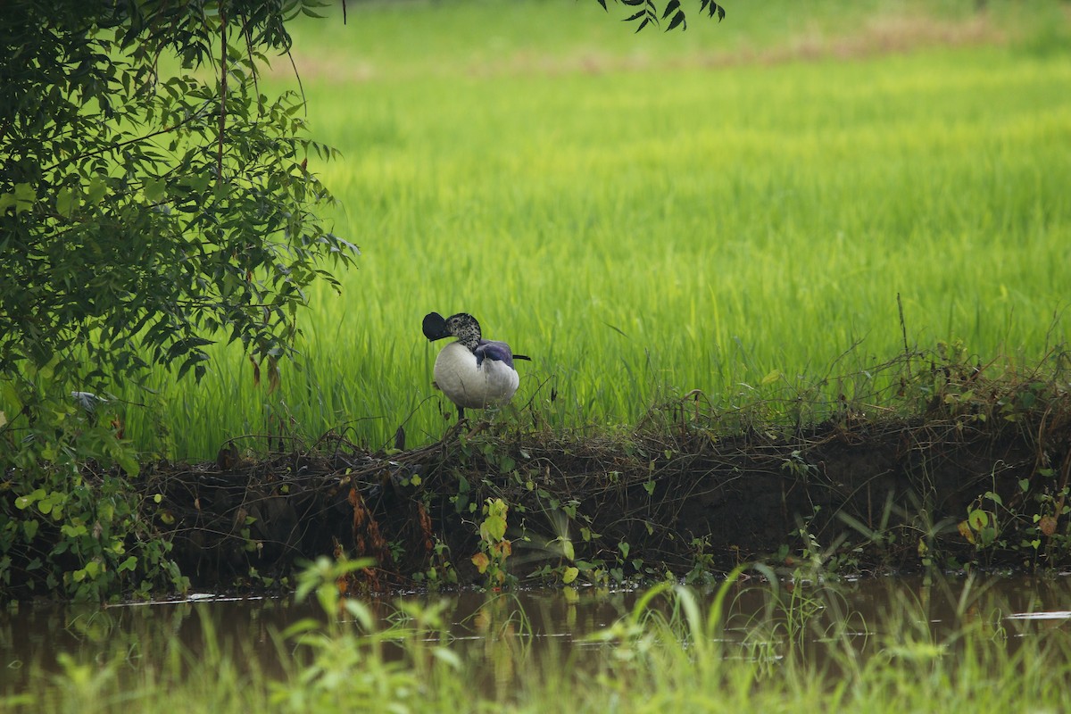 Knob-billed Duck - ML596632831