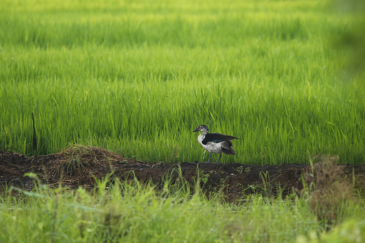 Knob-billed Duck - ML596632951