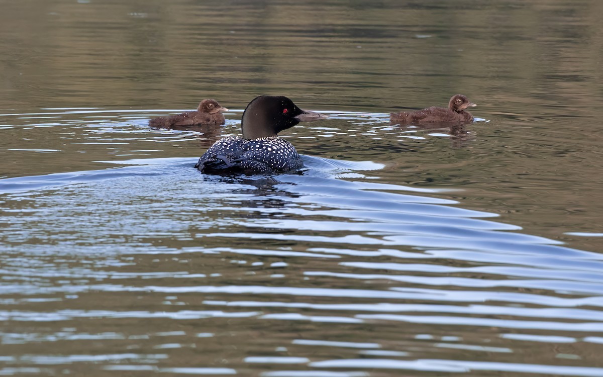 Plongeon huard - ML596633931