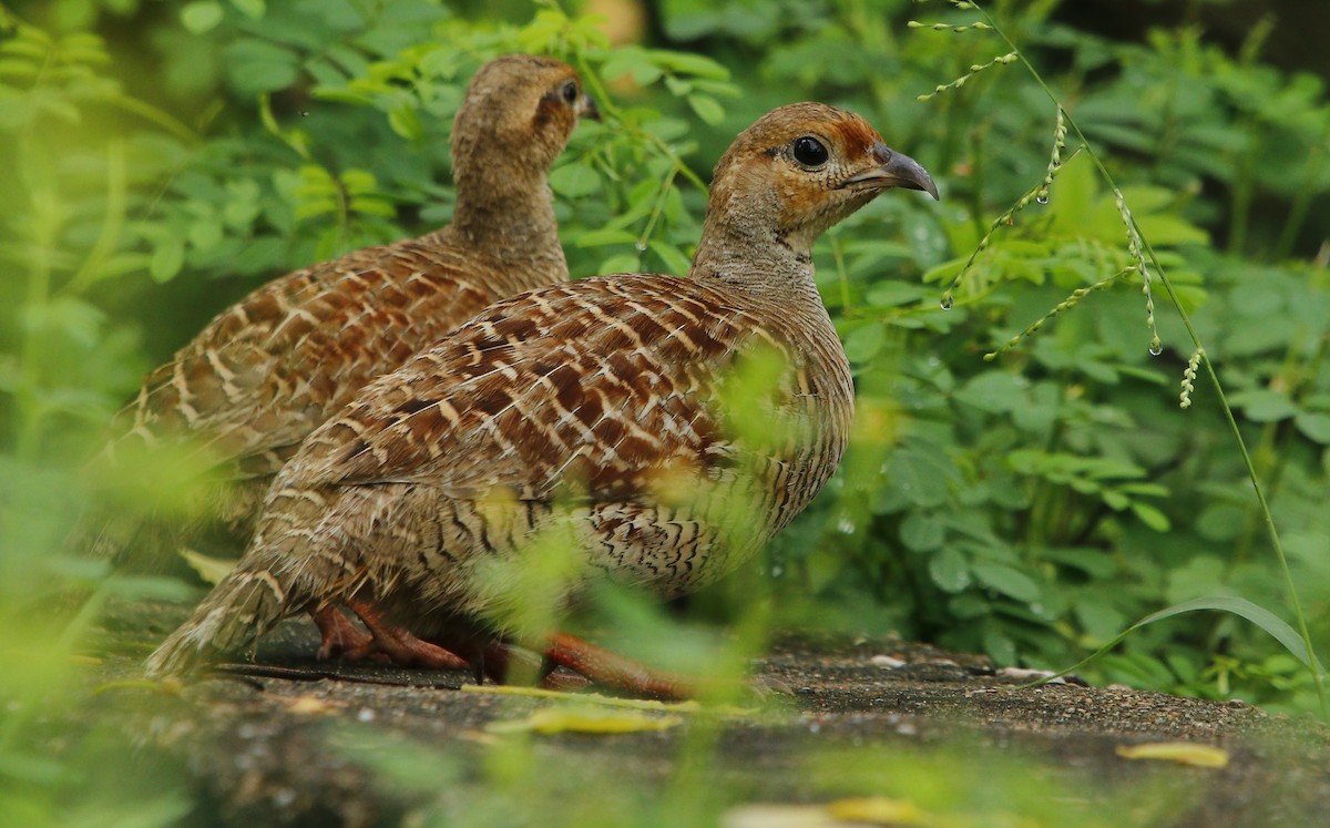 Gray Francolin - Amee Vyas