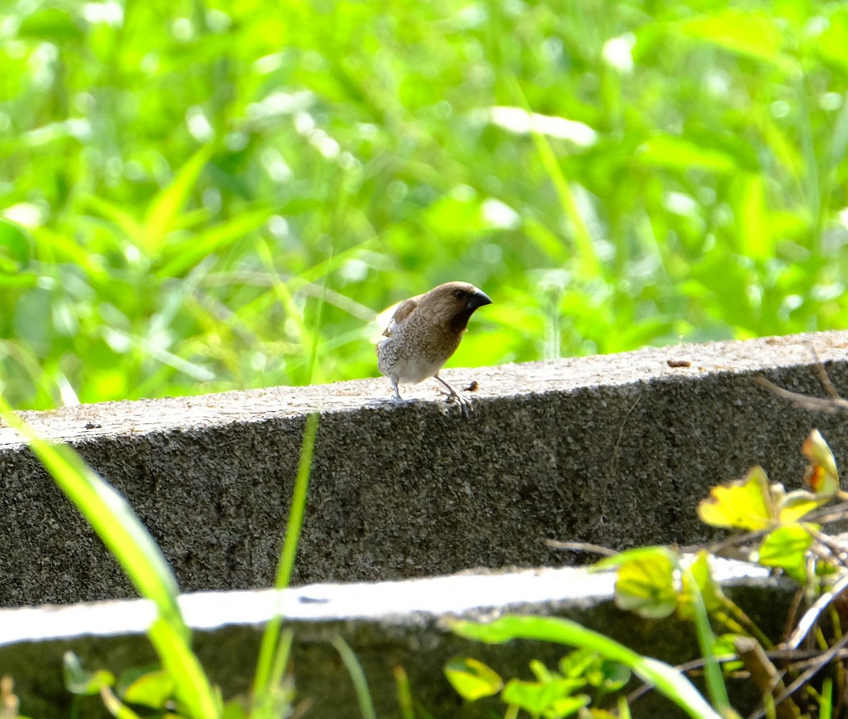 Scaly-breasted Munia - ML596634651