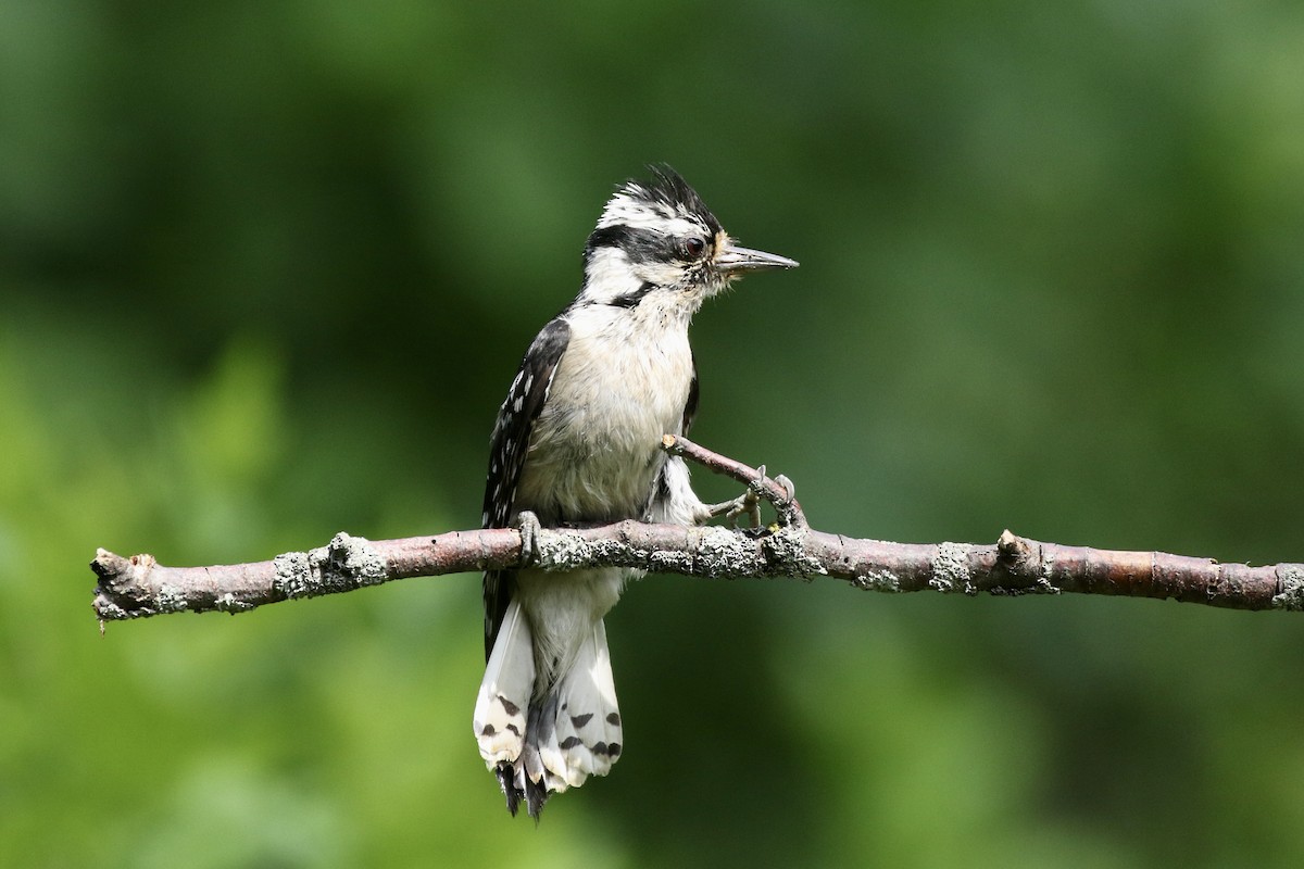 Downy Woodpecker - Gord Watts