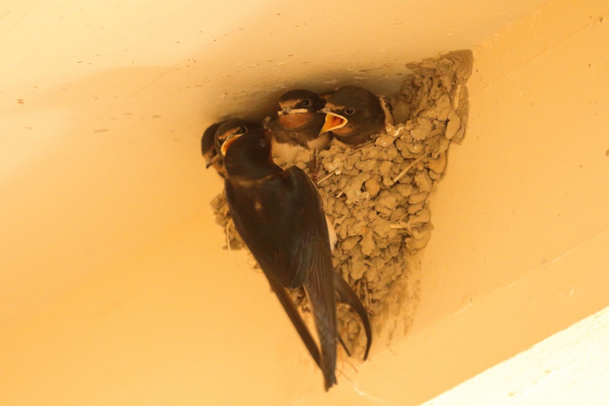 Barn Swallow (White-bellied) - ML596635341