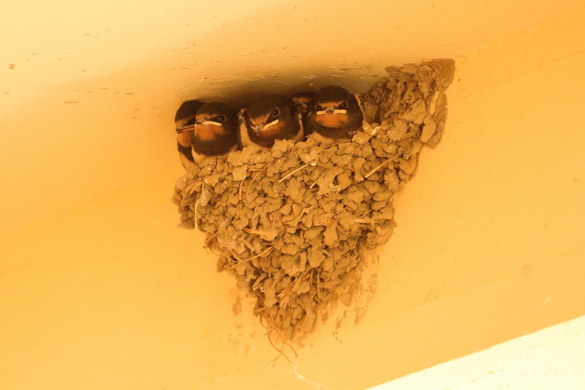 Barn Swallow (White-bellied) - ML596635351