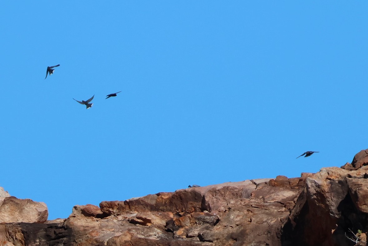 Little Woodswallow - ML596635441