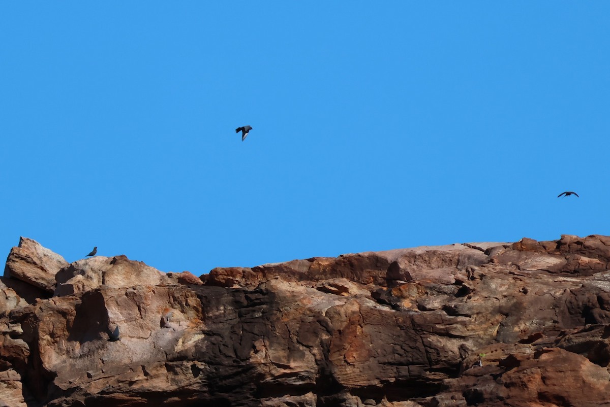 Little Woodswallow - ML596635481
