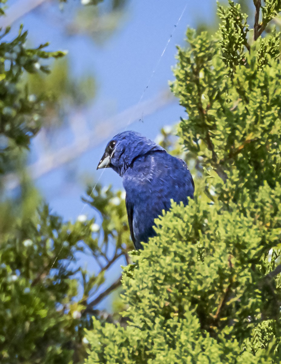 Blue Grosbeak - ML596635521