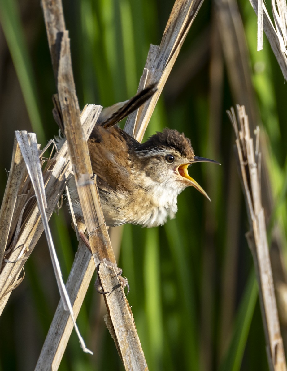 Marsh Wren - ML596636011