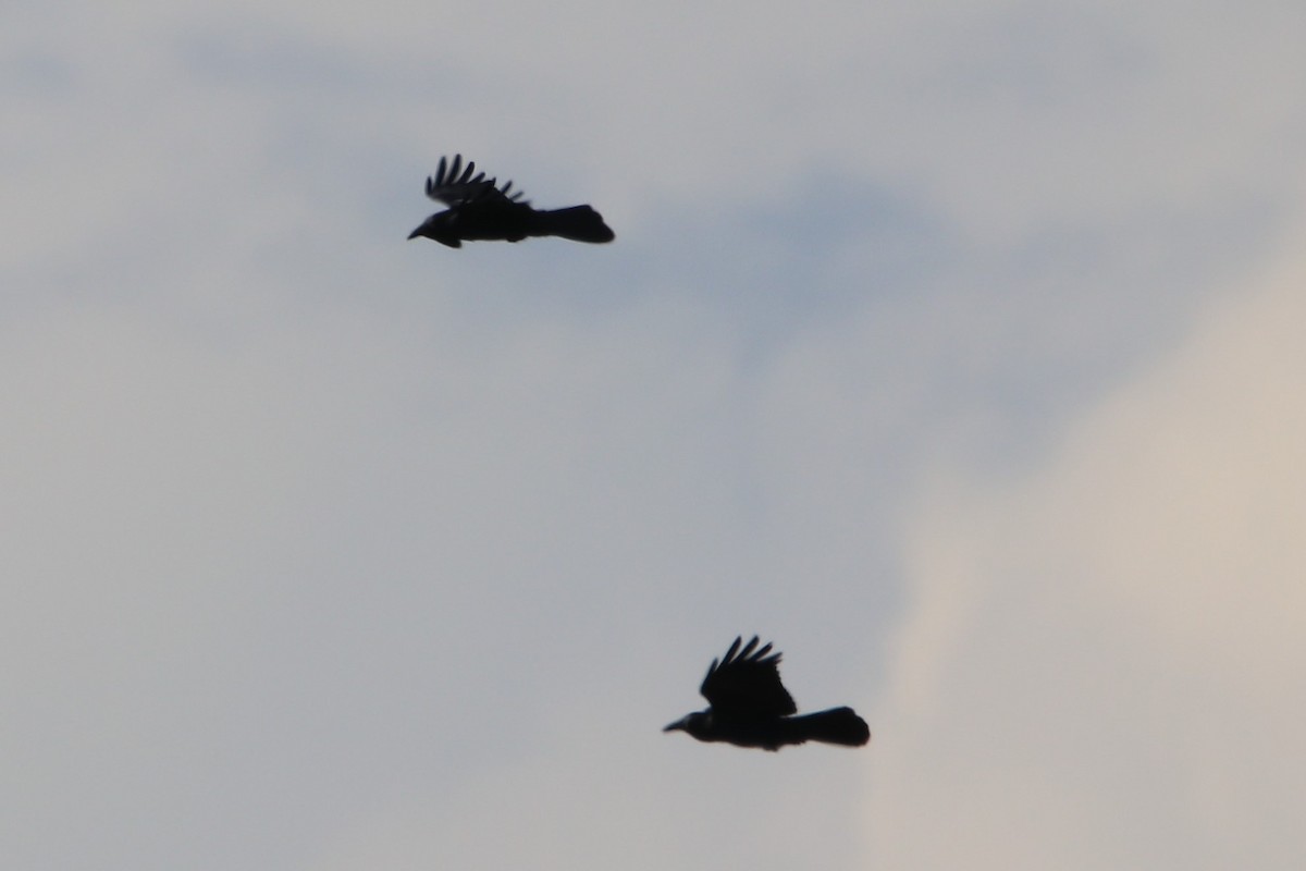 Australian Raven - ML596637221