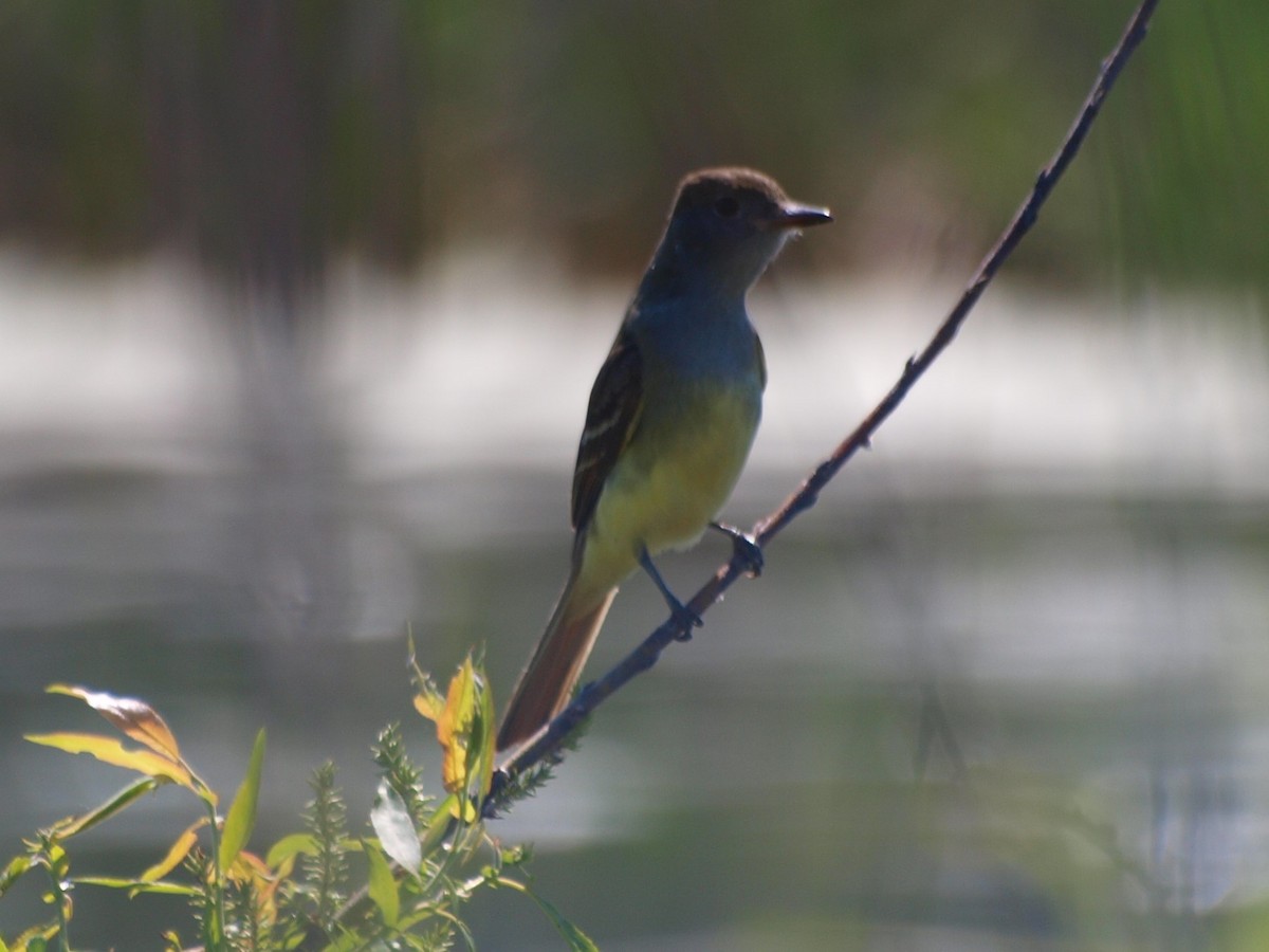 Great Crested Flycatcher - ML59663751