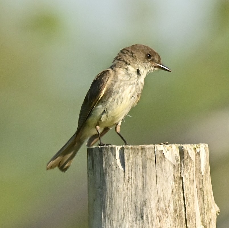 Eastern Phoebe - Regis Fortin