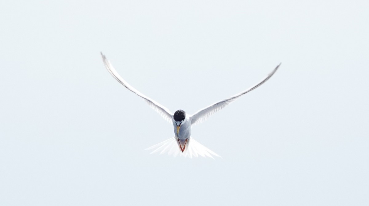 Little Tern - 健峯 黃