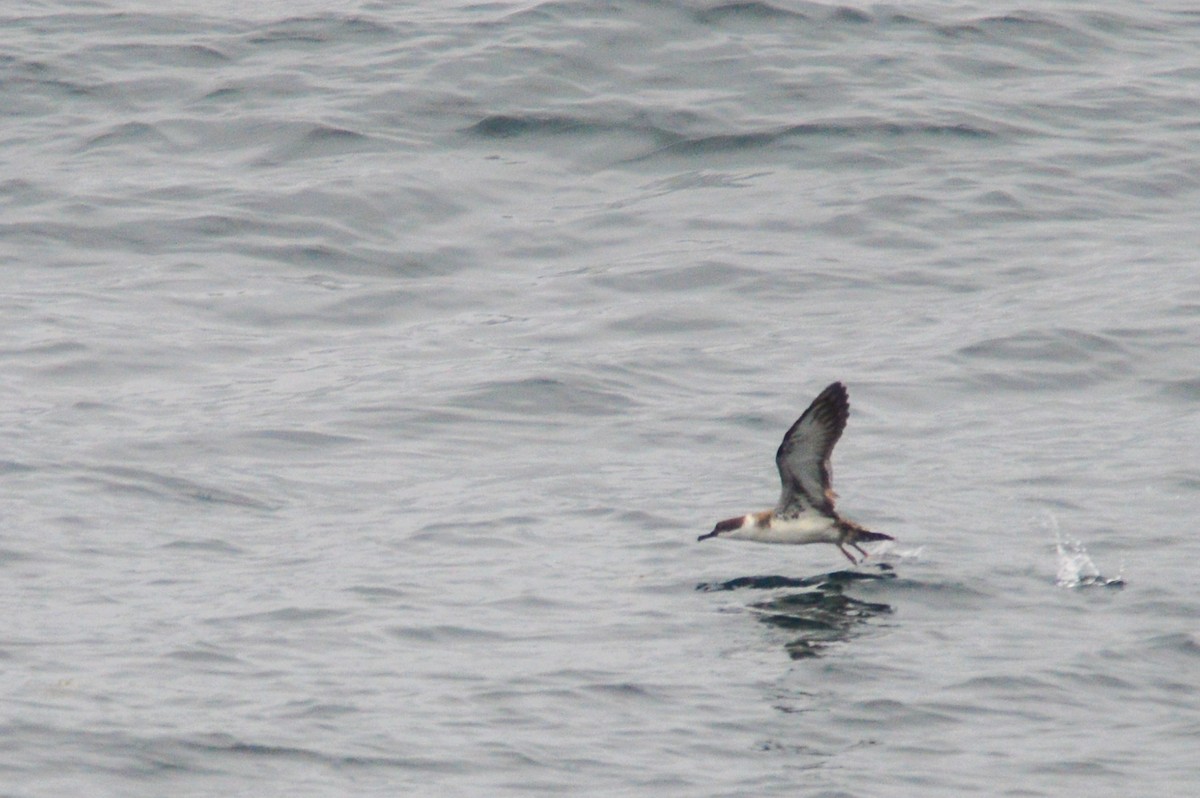 Great Shearwater - Jordan Parrott