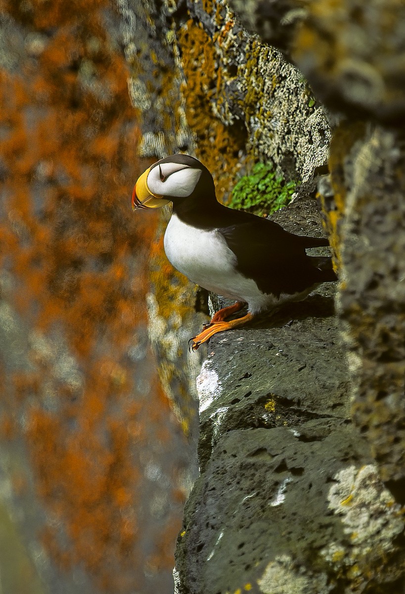 Horned Puffin - ML596639361