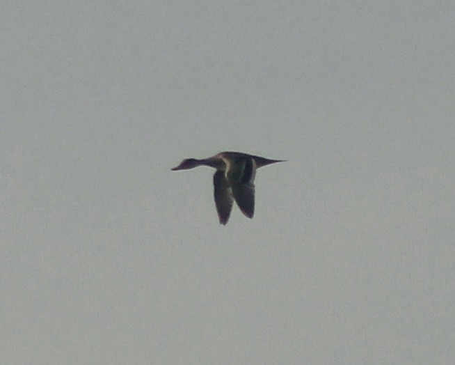 Yellow-billed Pintail (South American) - ML596639391