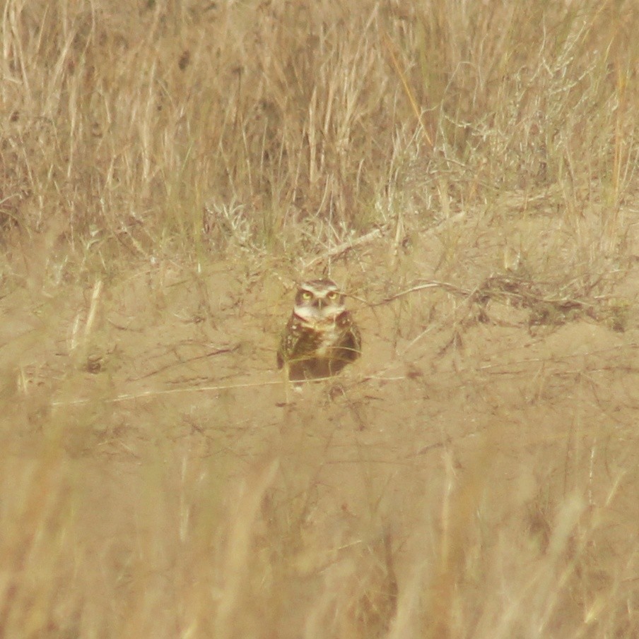 Burrowing Owl (Southern) - ML596639461