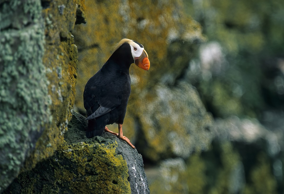 Tufted Puffin - ML596639861