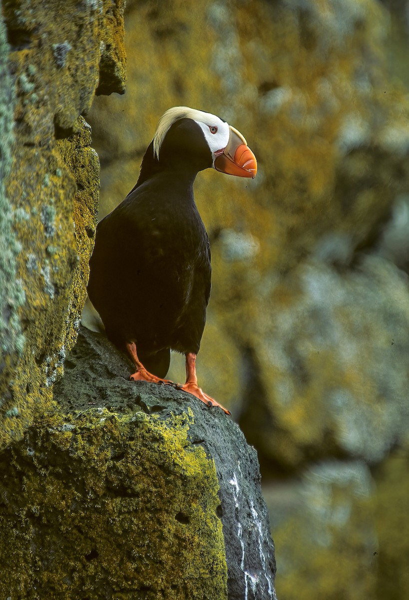 Tufted Puffin - ML596640401