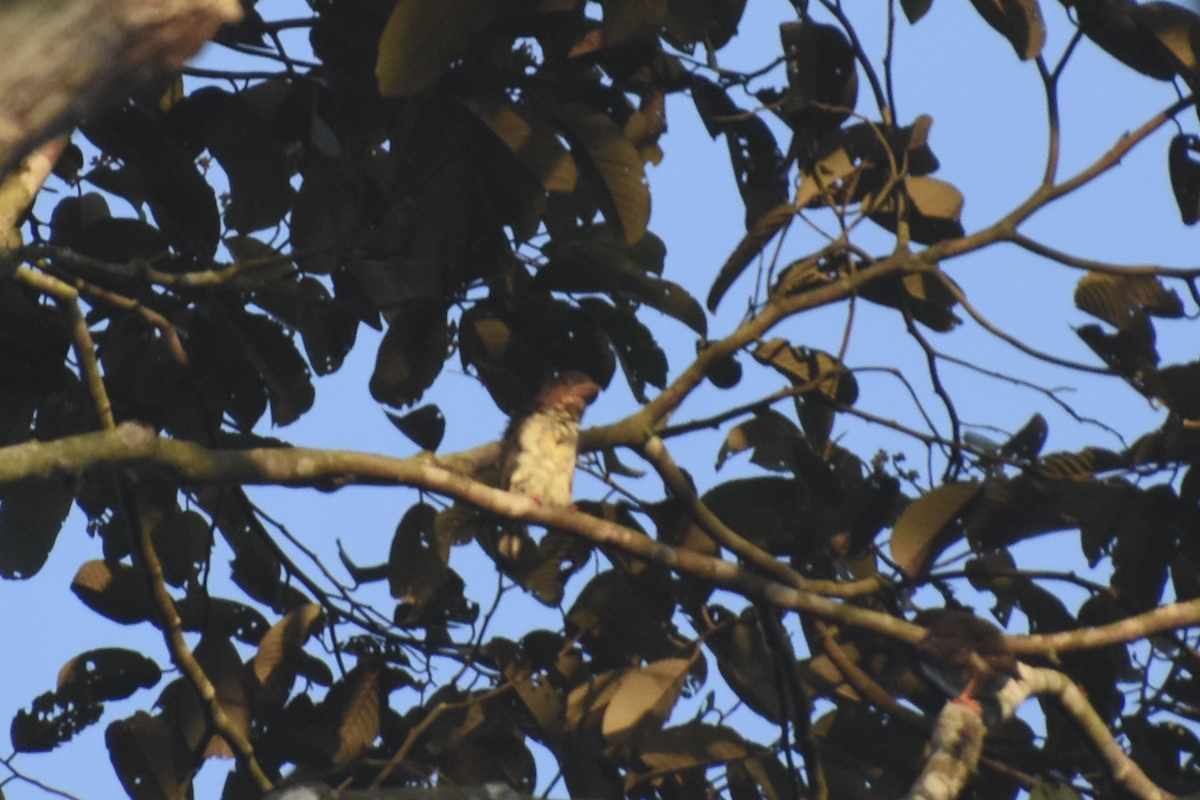 Sooty Barbet - Adolfo Castro