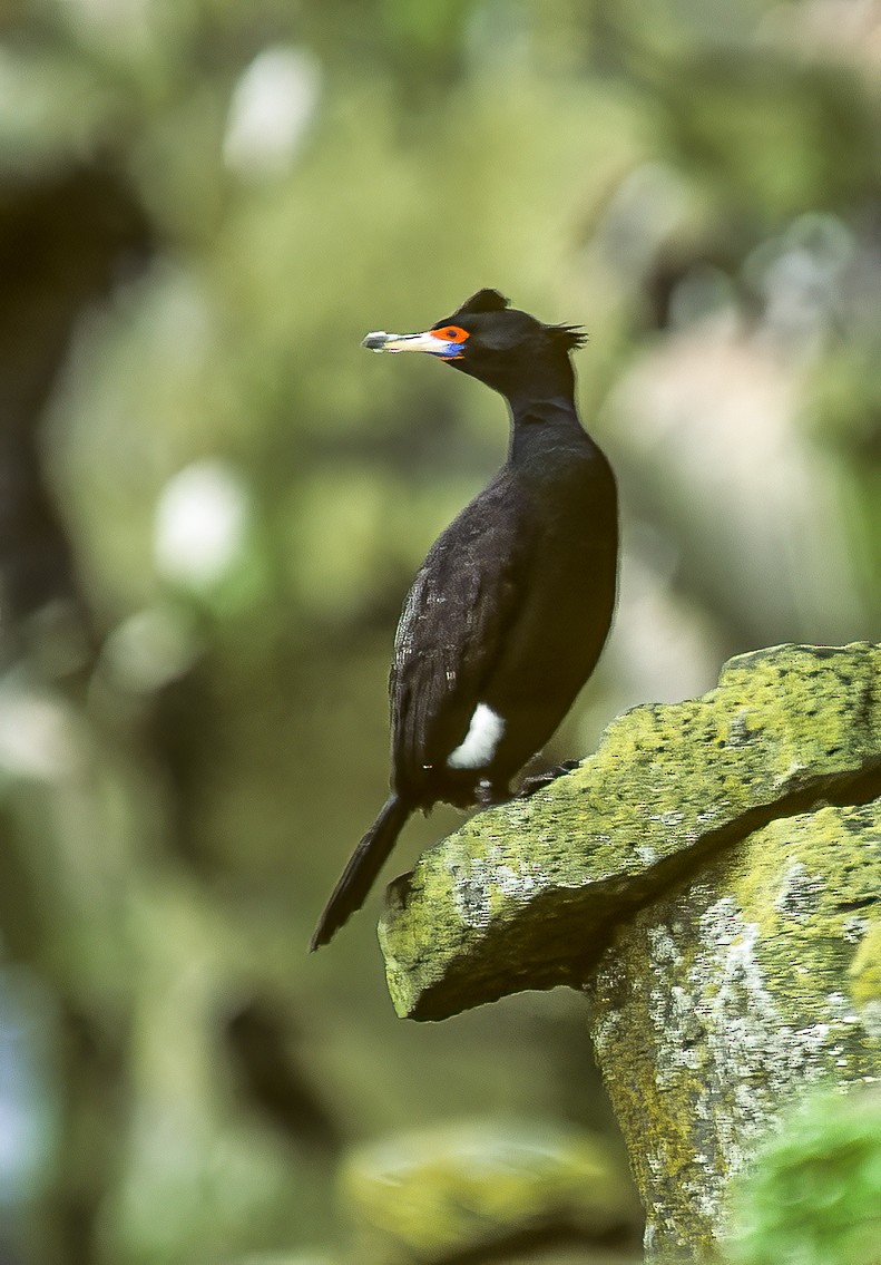 Red-faced Cormorant - ML596641891