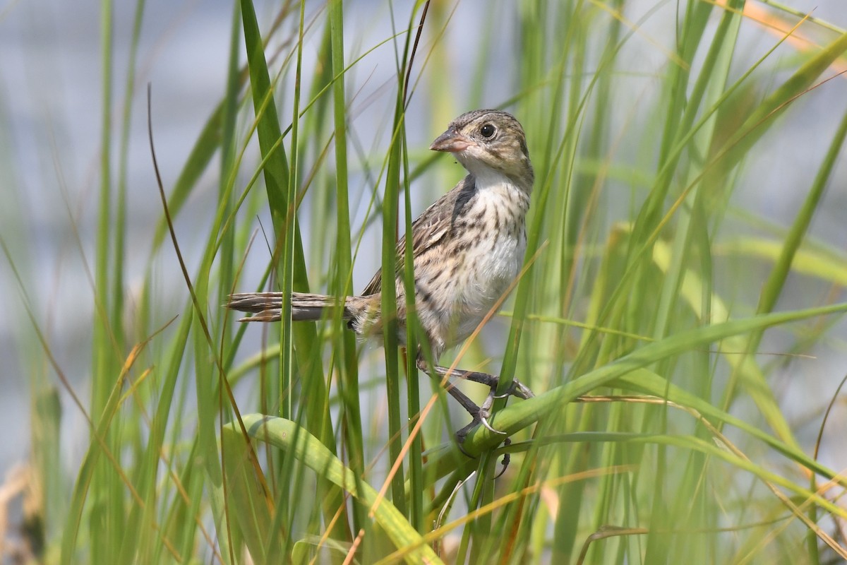 Seaside Sparrow - Daniel Bailey