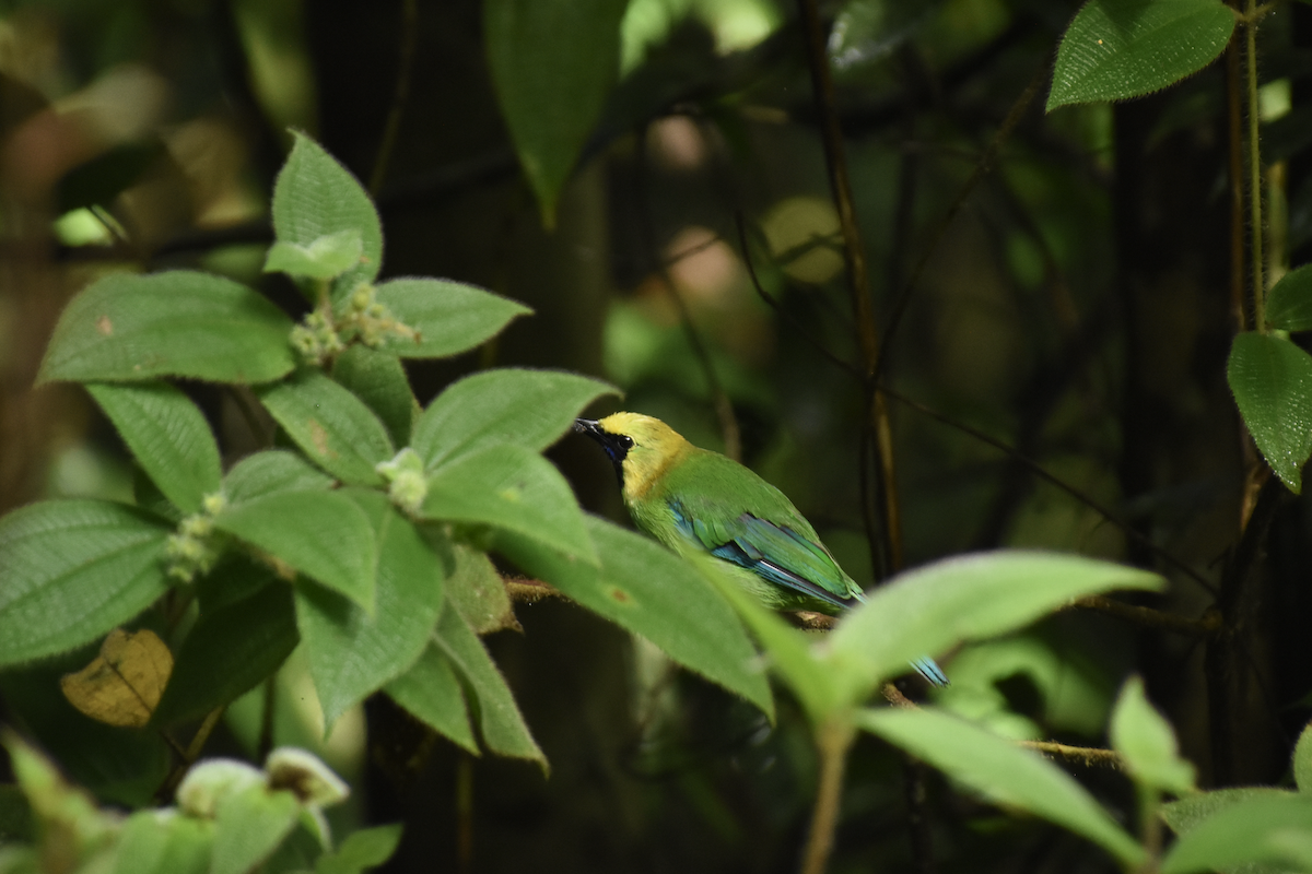 Verdin à ailes bleues - ML596642341