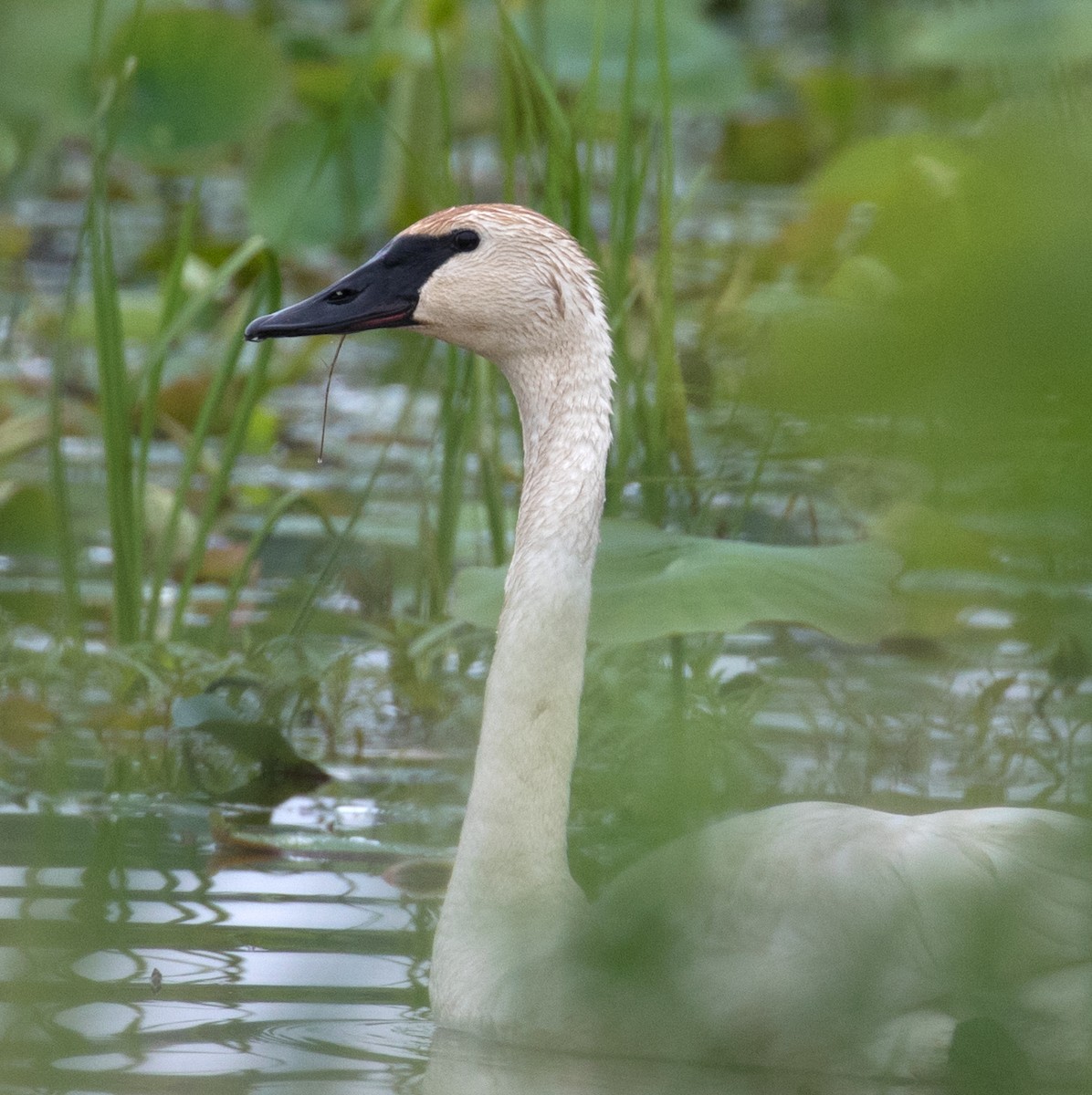 Trumpeter Swan - ML59664281