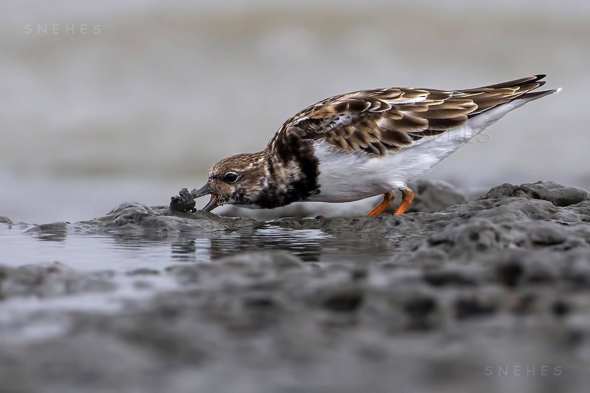 Ruddy Turnstone - ML596642821