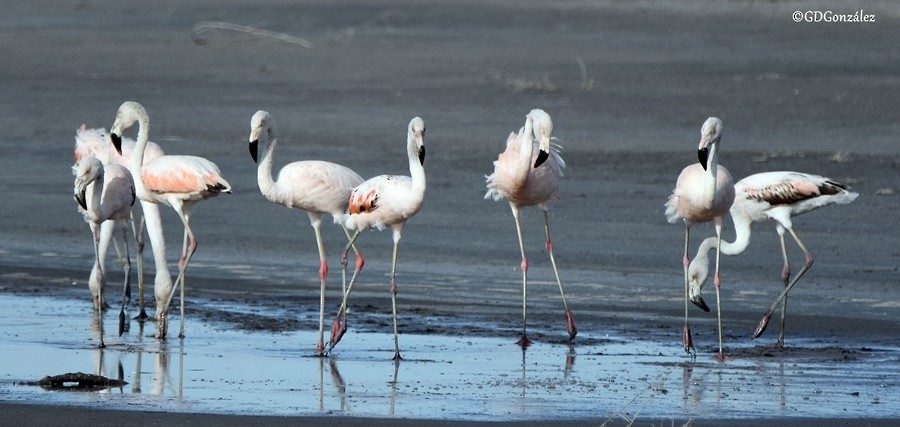 Şili Flamingosu - ML596643391