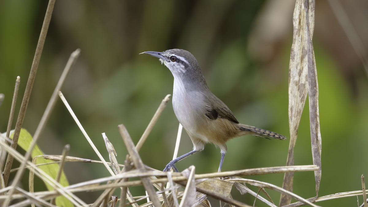 Isthmian Wren - Markus Craig
