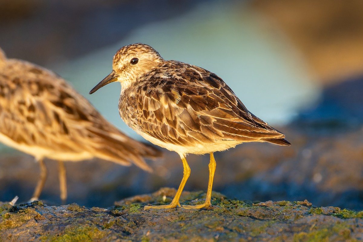 Least Sandpiper - Zach Schwartz-Weinstein