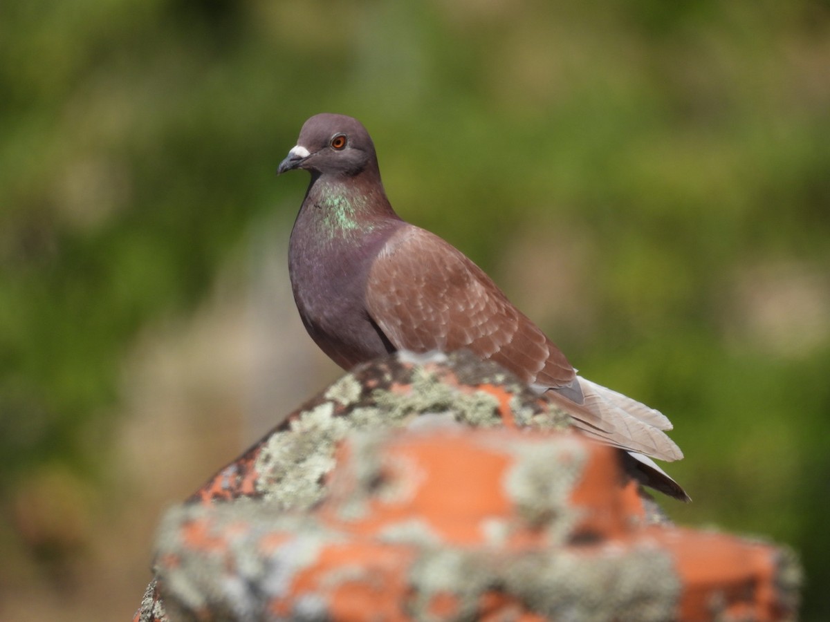 Rock Pigeon (Feral Pigeon) - ML596644201