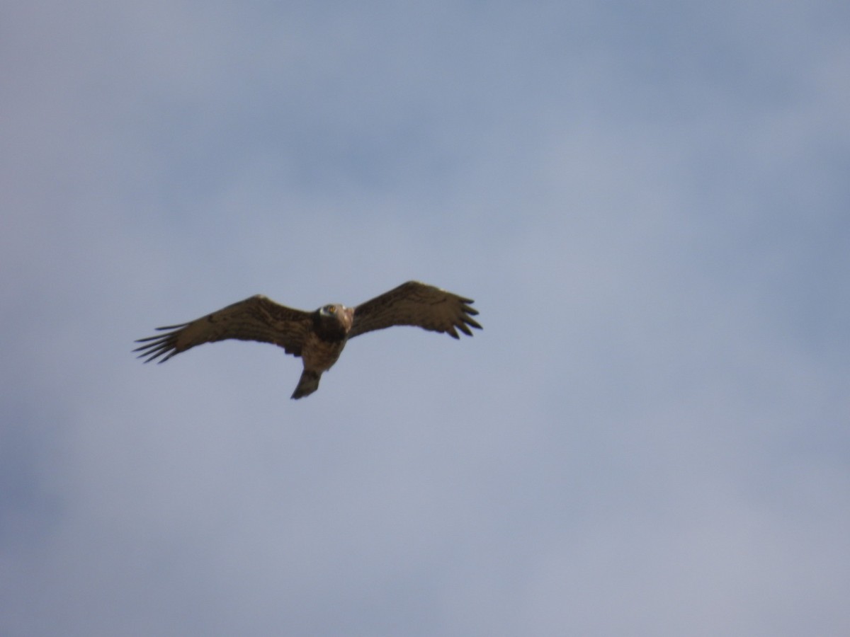 Short-toed Snake-Eagle - ML596644401