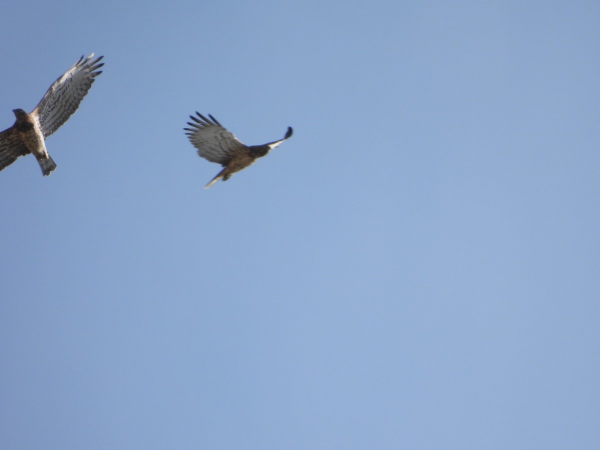 Short-toed Snake-Eagle - ML596644411