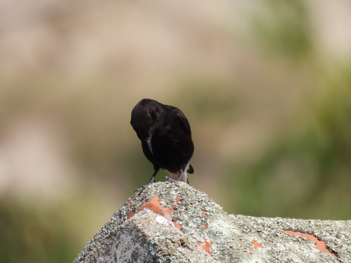 Black Wheatear - ML596644521