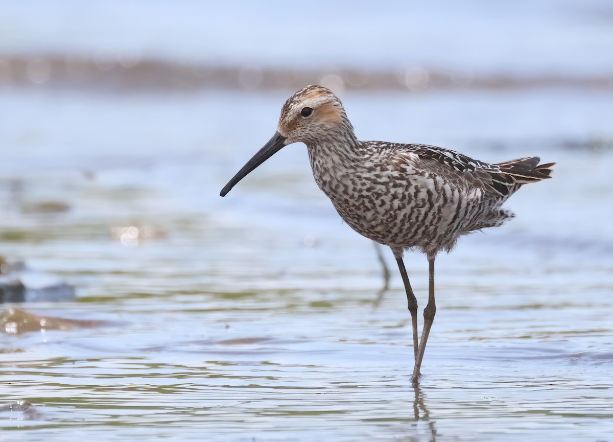 Stilt Sandpiper - ML596644721