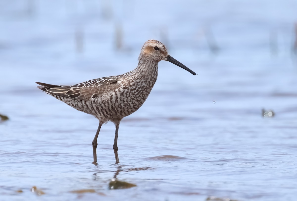 Stilt Sandpiper - ML596644751